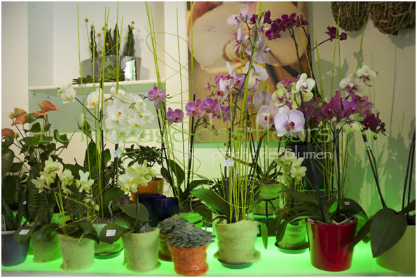 Flower Shop Munich, Orchid Plants